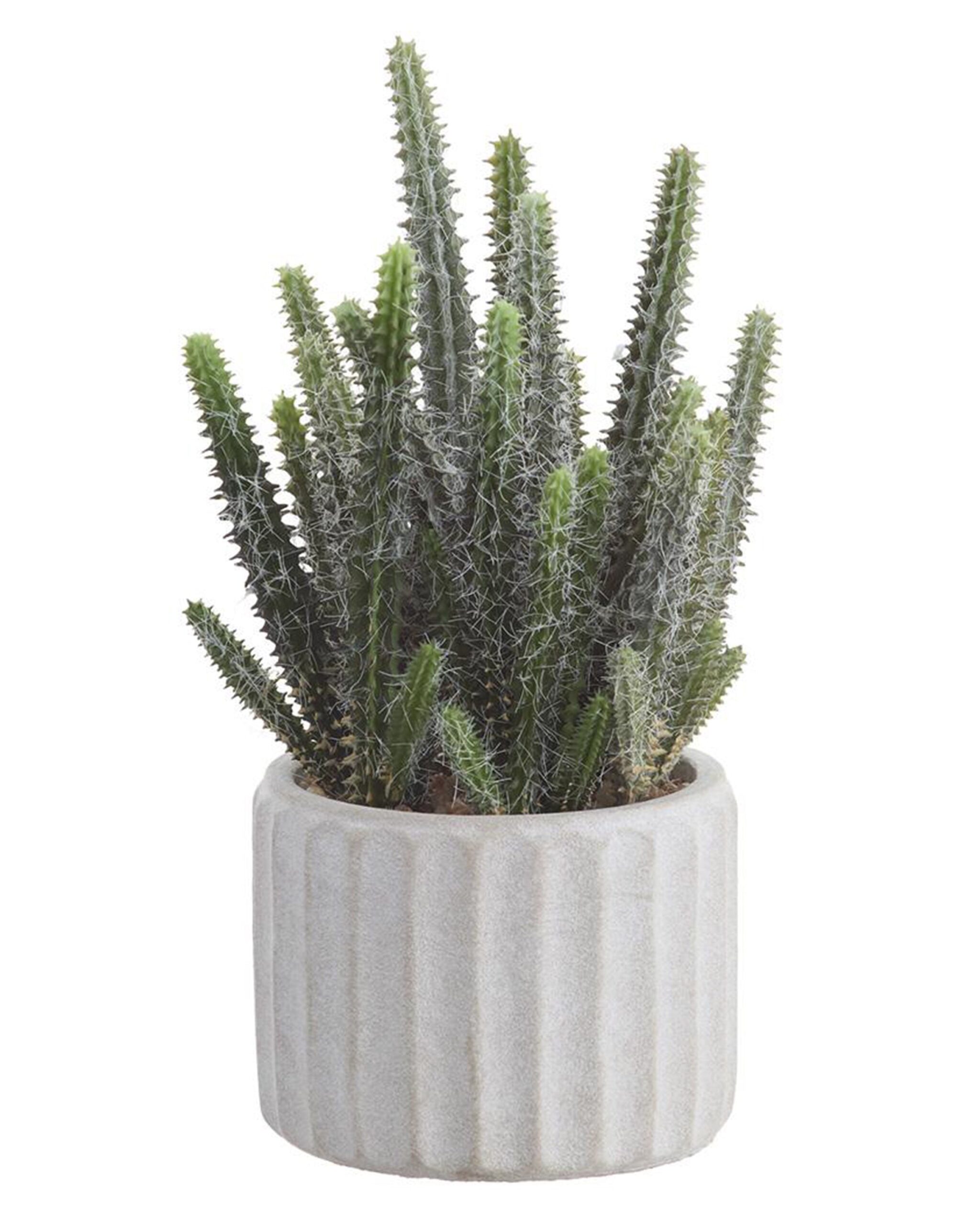cactus-in-cement-pots