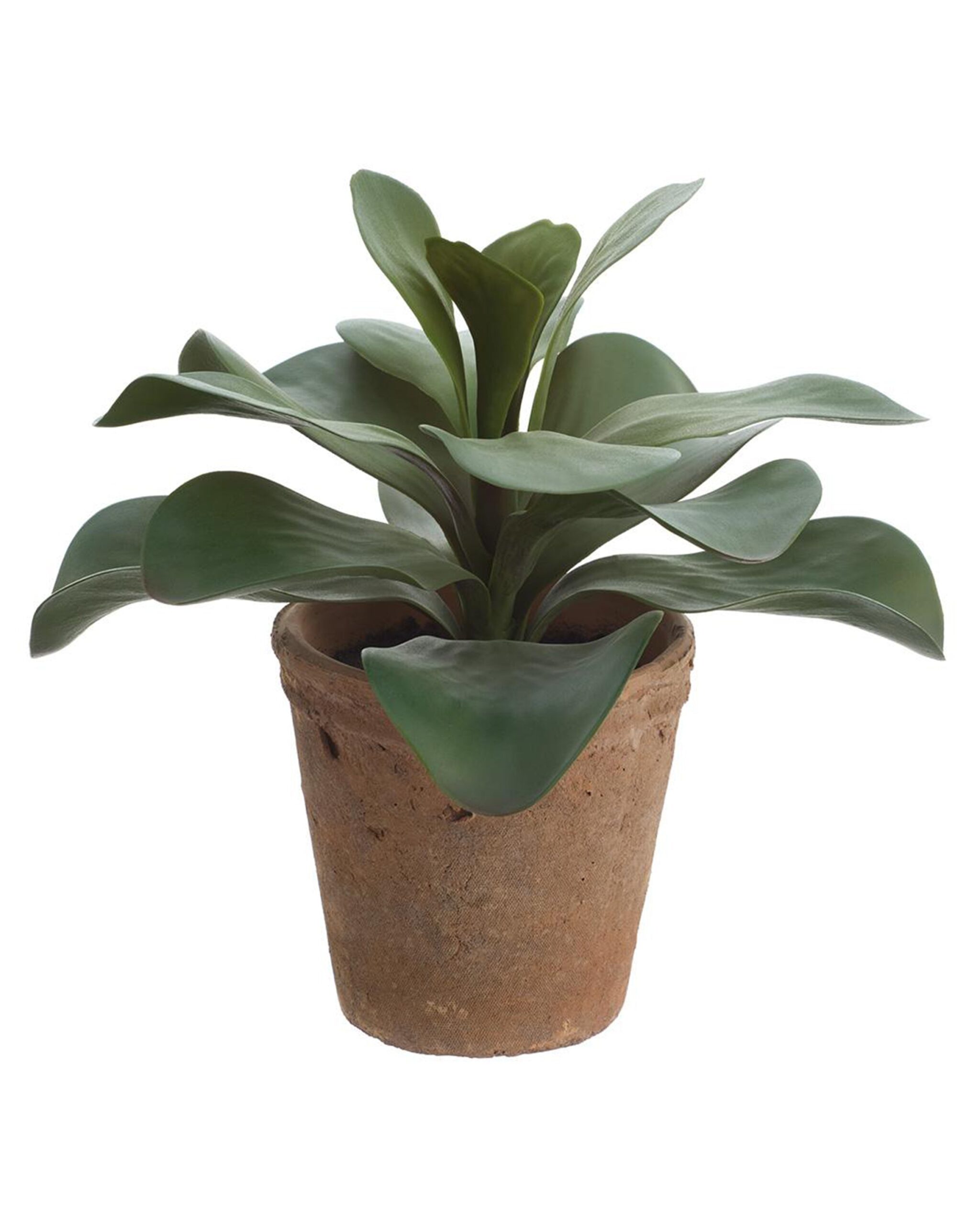 kalanchoe-12in