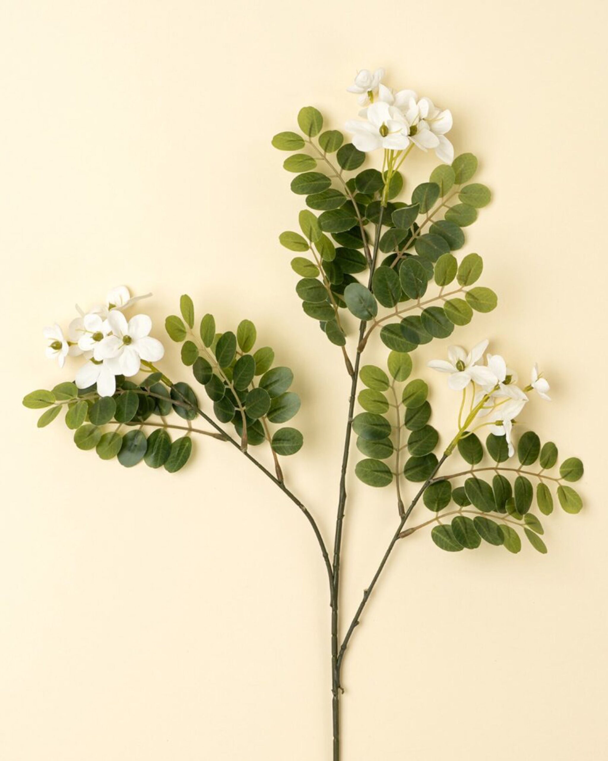 locust-flower-branch